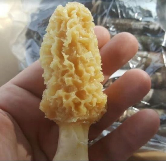 Five Tips for Finding More Morels this Spring MidWest Outdoors