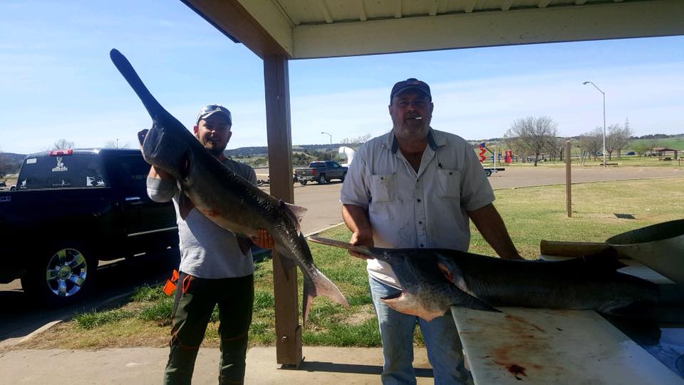 Paddlefish are fun to catch and one of the best tasting fish anywhere