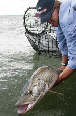 How to handle muskies | Catch and release muskies | How to properly handle muskies | Muskie fishing | Safe muskie handling