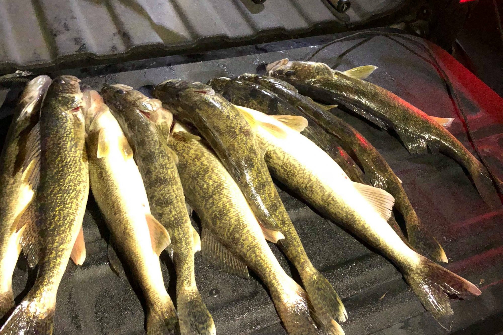 Red Lake First Ice Walleyes