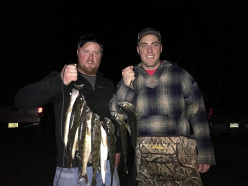 Wading for walleyes can be the best way to catch them.