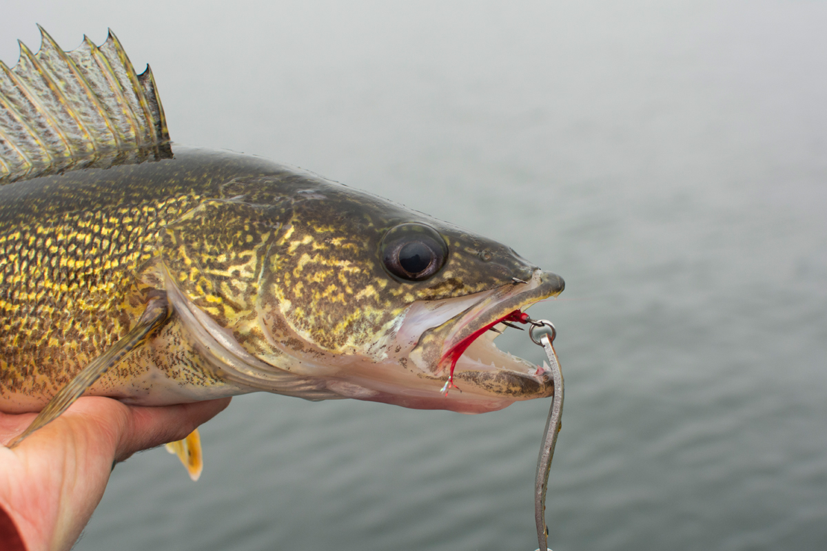 The lethal walleye lure you're not using—even though it's already