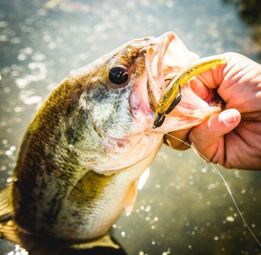 Large bass, freshly pulled from the water.