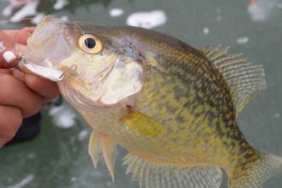 Large fish caught by Dan Galusha while ice fishing with slender spoons.