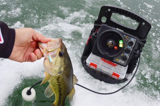 Large bass freshly caught on slender spoons from under the ice.