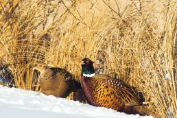Male and female pheasant on the edge of a field and snowbank. Wild spaces, like these are critical for restoring pheasant populations.