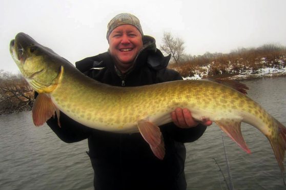 Winter fisherman on a lake near Chicago with a 46-inch muskie.