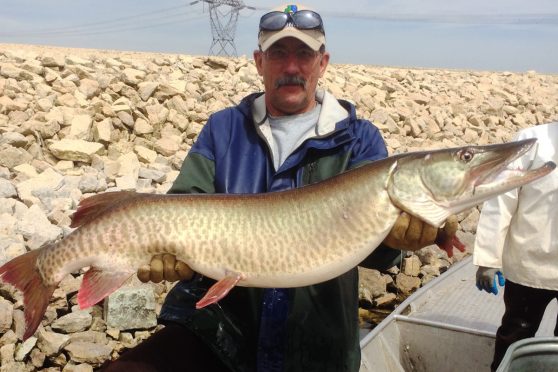 Rob Miller, from Illinois DNR, displays a 46-inch muskie caught from Heidecke lake in Illinois.