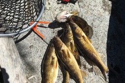 Four walleyes on a rock with next and rod and reel.