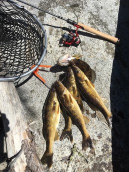 Four walleyes on a rock with next and rod and reel.