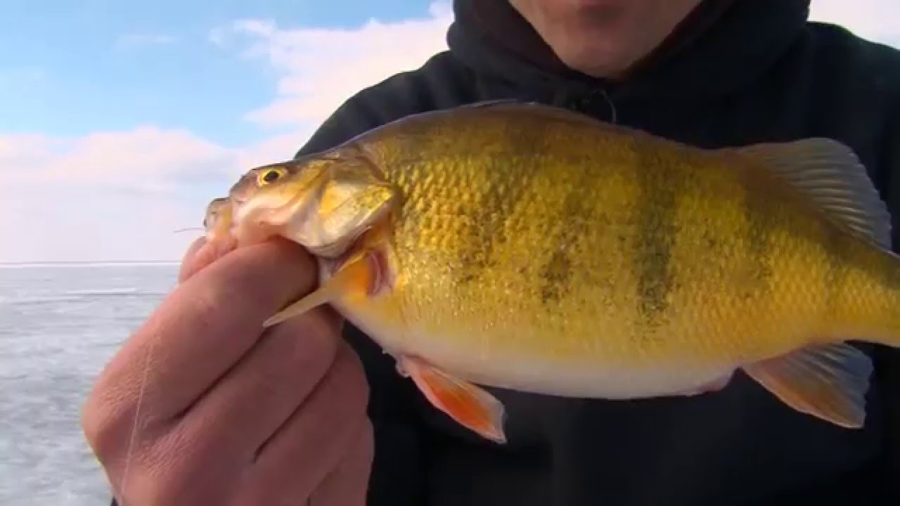 1559: Devils Lake Perch with Beaver Dam Titanium Tip Stick - MidWest  Outdoors