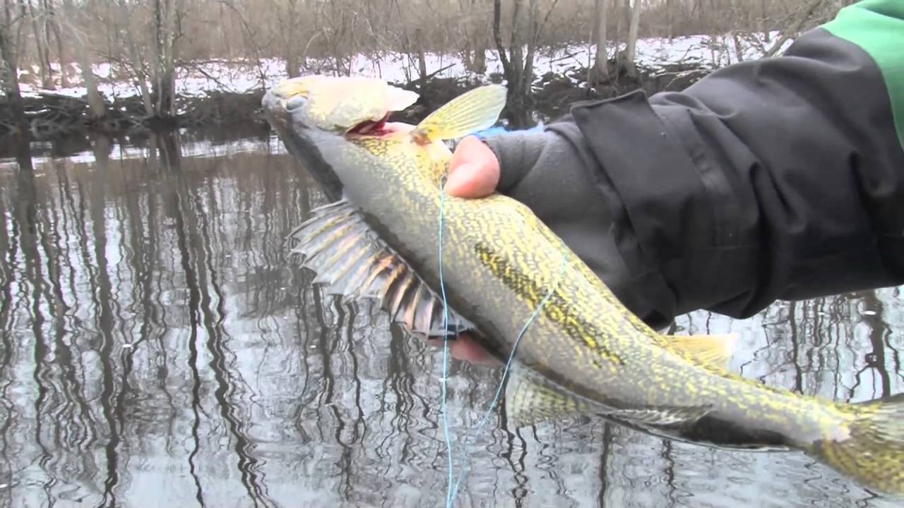 Peshtigo River Fishing Map Peshtigo River Walleye In Wisconsin - Midwest Outdoors