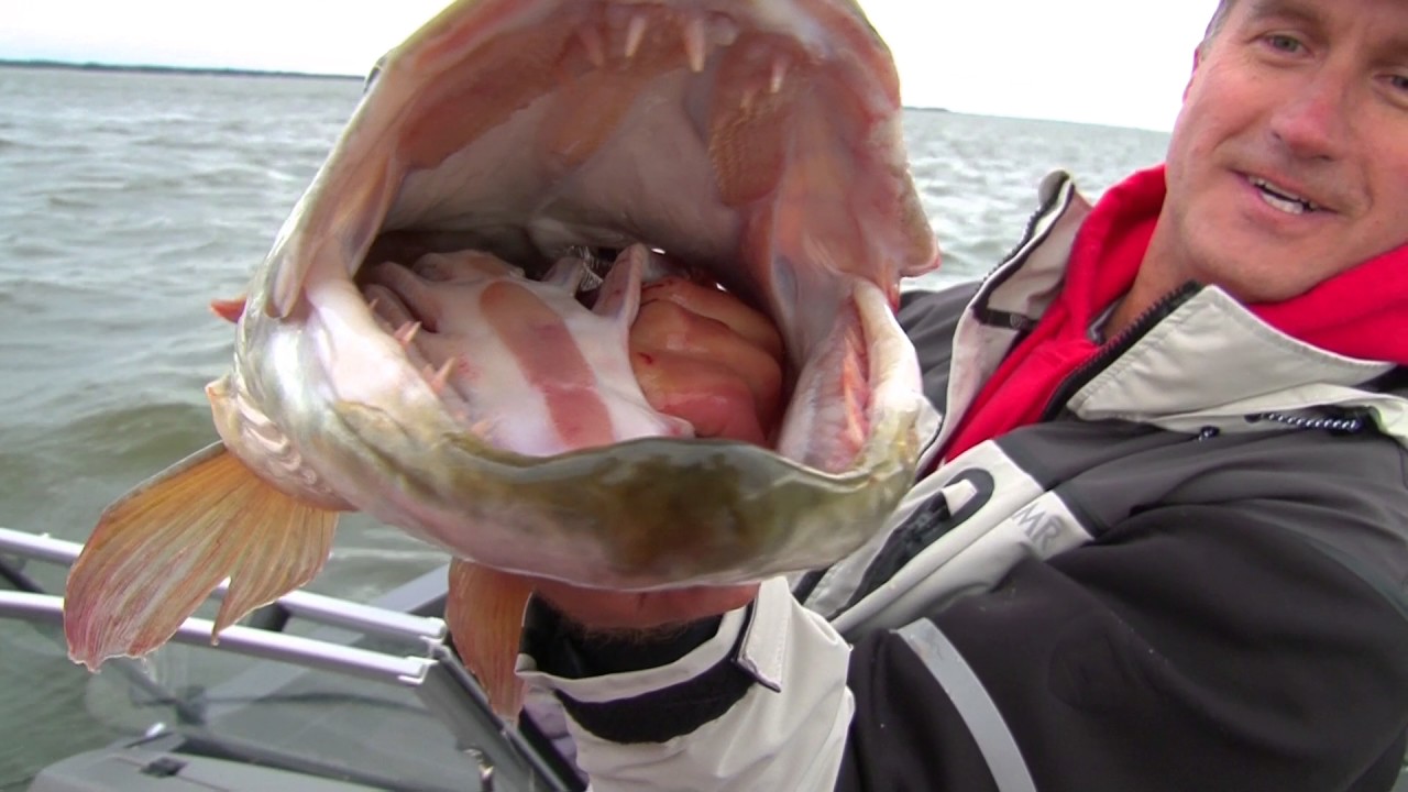 Green Bay Muskie Fishing Video, Big Muskies