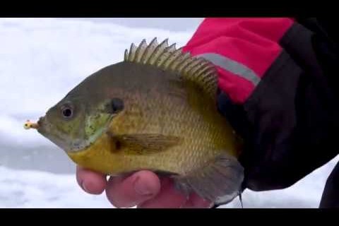 Ontario Walleyes, Big Ice Bluegills, Fishing with Kids Archives - MidWest  Outdoors