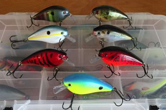 Go-to lure colors include (from top): bluegill, shad, red and parrot/bright pattern.