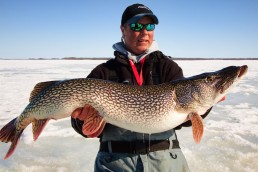 Ice fisherman holds a trophy pike freshly caught from the iced-over waters of Lake of the Woods in Minnesota.