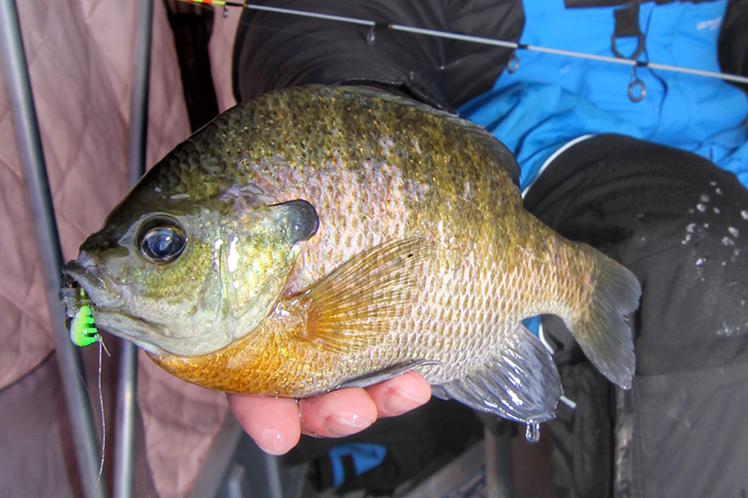 Tungsten Jigs or Lead for Panfish - MidWest Outdoors