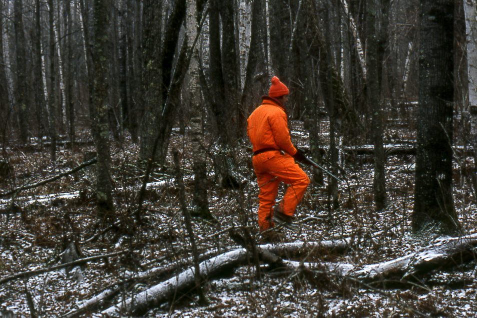 Deer hunter in orange moving quietly through the woods.