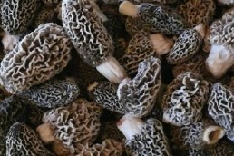Follow these five tips to find more morel mushrooms, like these, on your hunts.