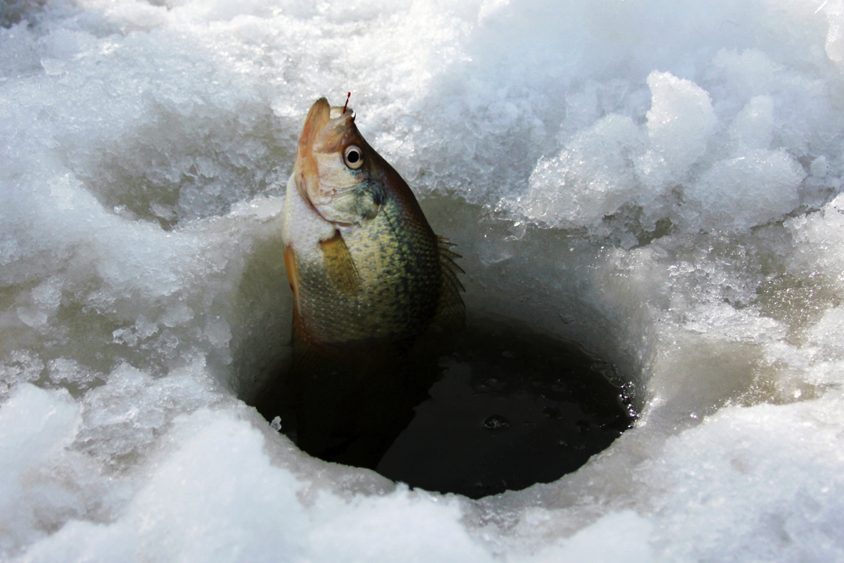 Found some 12” crappie and many smaller but they sure are skinny. Some  lakes are overpopulated in Northwest Montana and it's showing. :  r/IceFishing