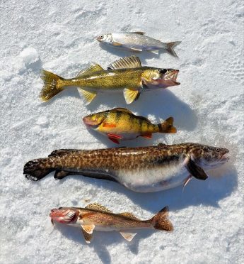 ice fishing saugers | ice fishing walleyes | Ice fishing Burbot | winter walleye fishing | How to ice fish for walleyes | Best ice fishing lures for walleyes