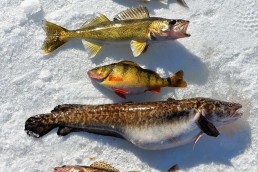 ice fishing saugers | ice fishing walleyes | Ice fishing Burbot | winter walleye fishing | How to ice fish for walleyes | Best ice fishing lures for walleyes
