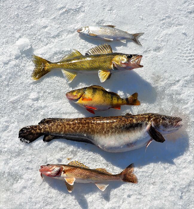 ice fishing saugers, ice fishing walleyes, Ice fishing Burbot, winter  walleye fishing, How to ice fish for walleyes