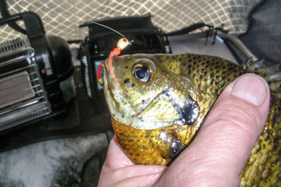 ice fishing | Ice fishing soft plastics | Ice fishing Bluegill | Ice fishing crappies | Panfish ice fishing