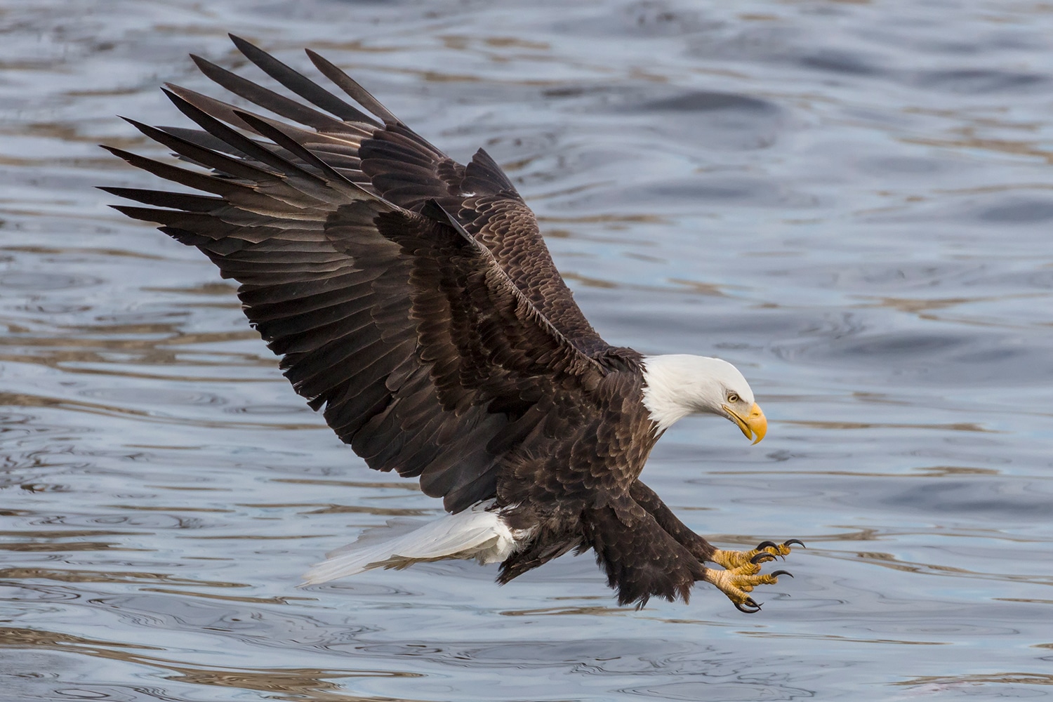 The Bald Eagles are Coming - MidWest Outdoors