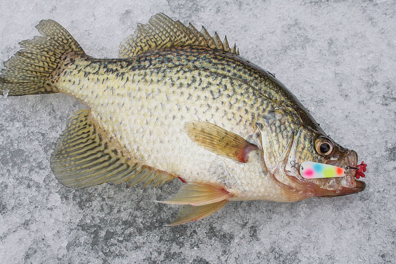 Go Gypsy' for More Fish on the Ice - MidWest Outdoors