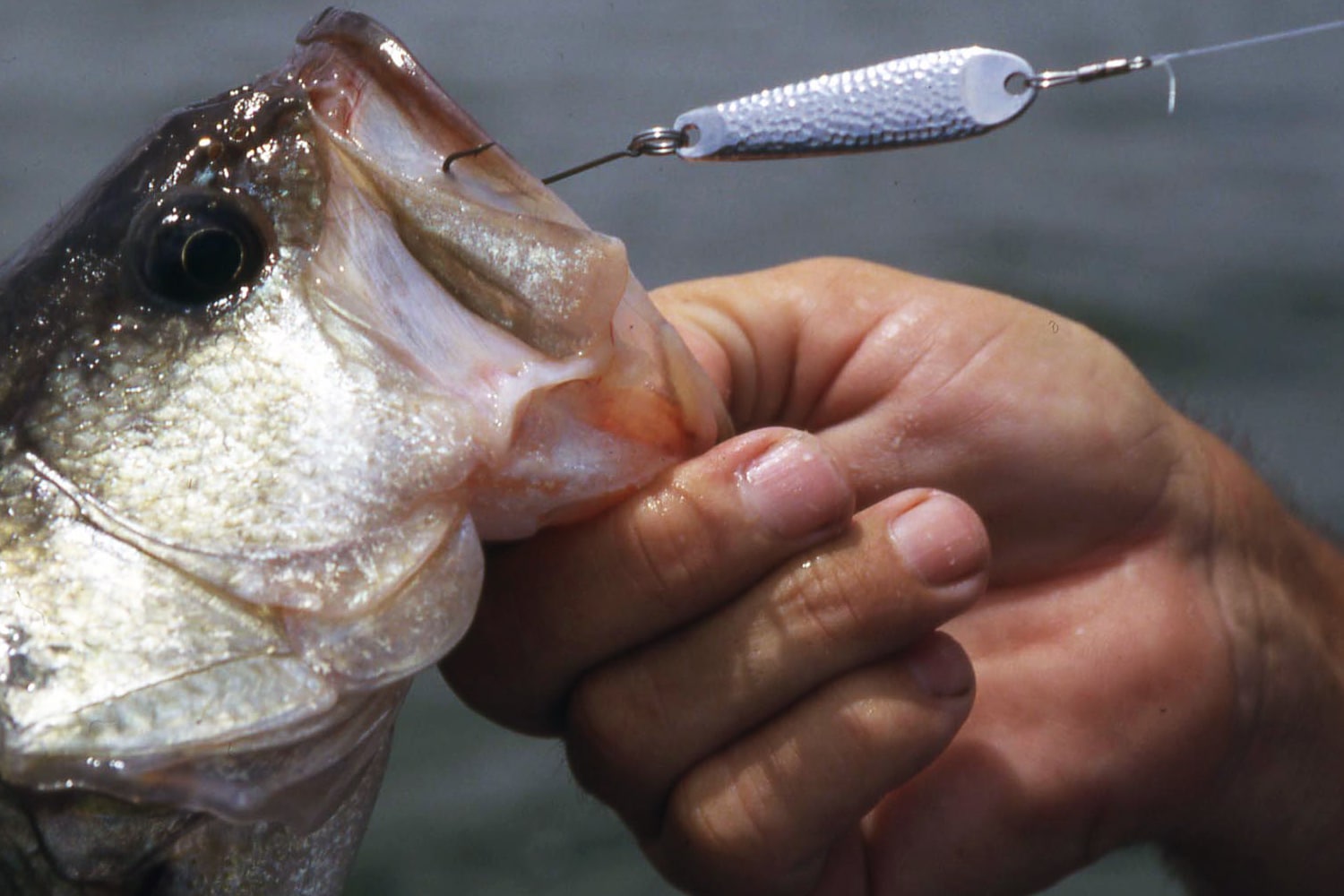 Jigging Spoons in Winter - MidWest Outdoors
