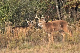 Scouting big buck Scouting whitetail deer How to scout for deer Locating big deer Whitetail habits