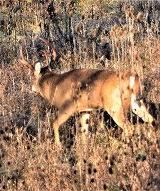 Scouting big buck Scouting whitetail deer How to scout for deer Locating big deer Whitetail habits