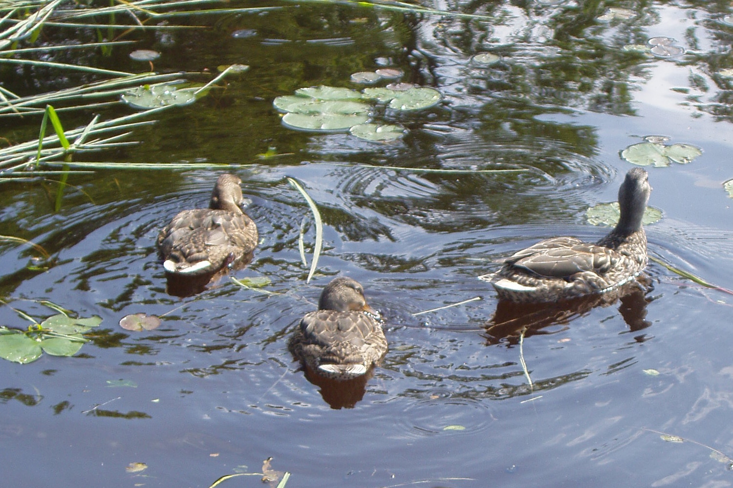 Climate Change and the Ducks - MidWest Outdoors