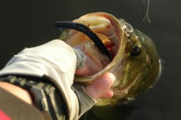 A wacky-rigged worm or Trickstick will help you get bites in shallow and deep water when you are faced with tough conditions.