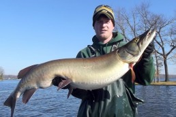 Big muskies like this one netted by Indiana biologists are proof that northern Indiana lakes have trophy fish.