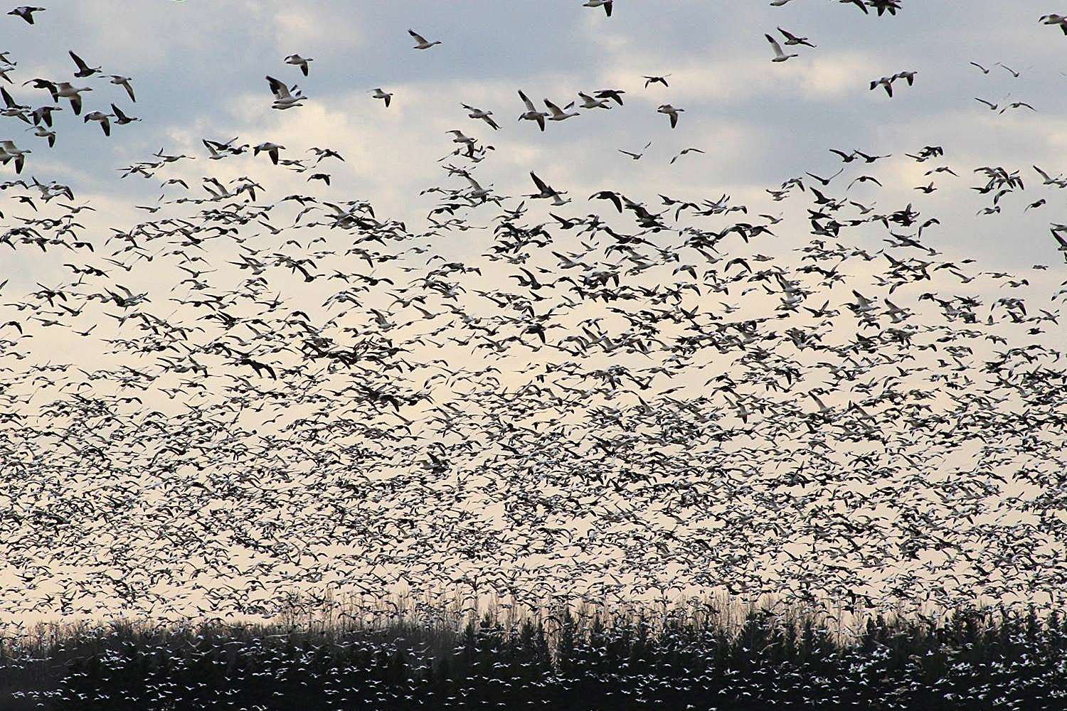 Manitoba Waterfowl Hunting: Prairie Potholes | MidWest Outdoors