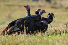 Spring Turkey Hunting tips