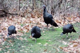 Spring turkey hunting article
