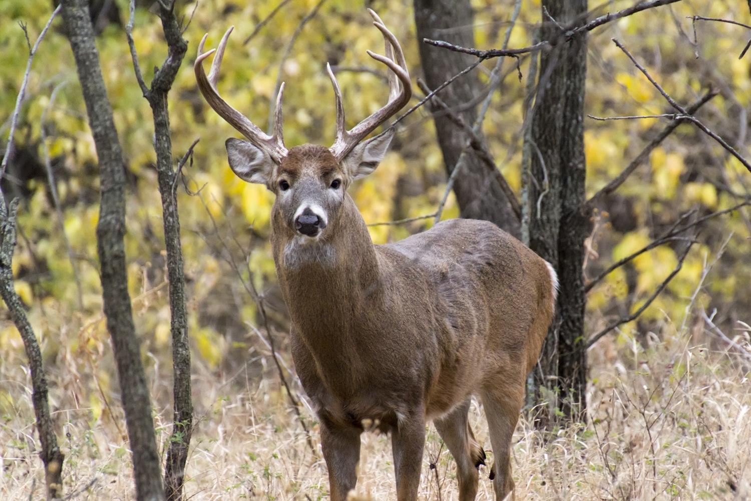 Trail Camera Tips And Tricks Midwest Outdoors Trail Camera Tips And Tricks Midwest Outdoors
