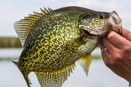 crappie fishing tips