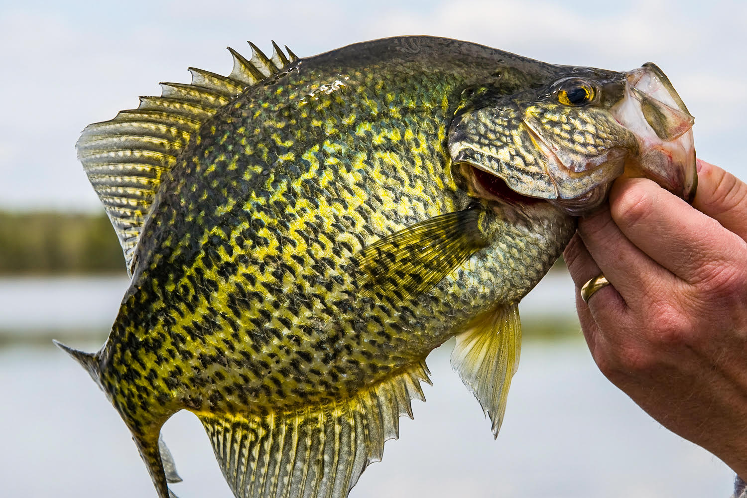 Summertime crappies  Fishing The Midwest