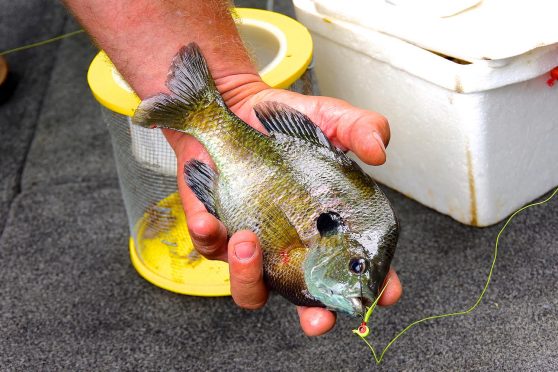 summer bluegill fishing tips | Summer bluegill fishing patterns | How to catch bluegill during summer | bluegill Fishing July | Summer bluegills