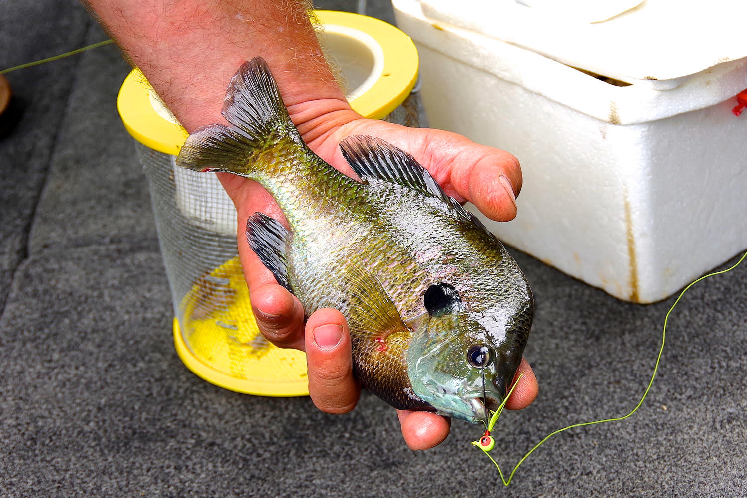 Catching Bluegill On The Fly Rod 