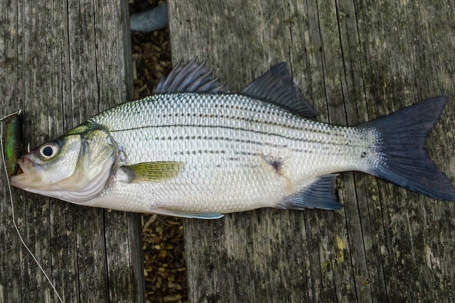 Poppers for Fall White Bass - MidWest Outdoors