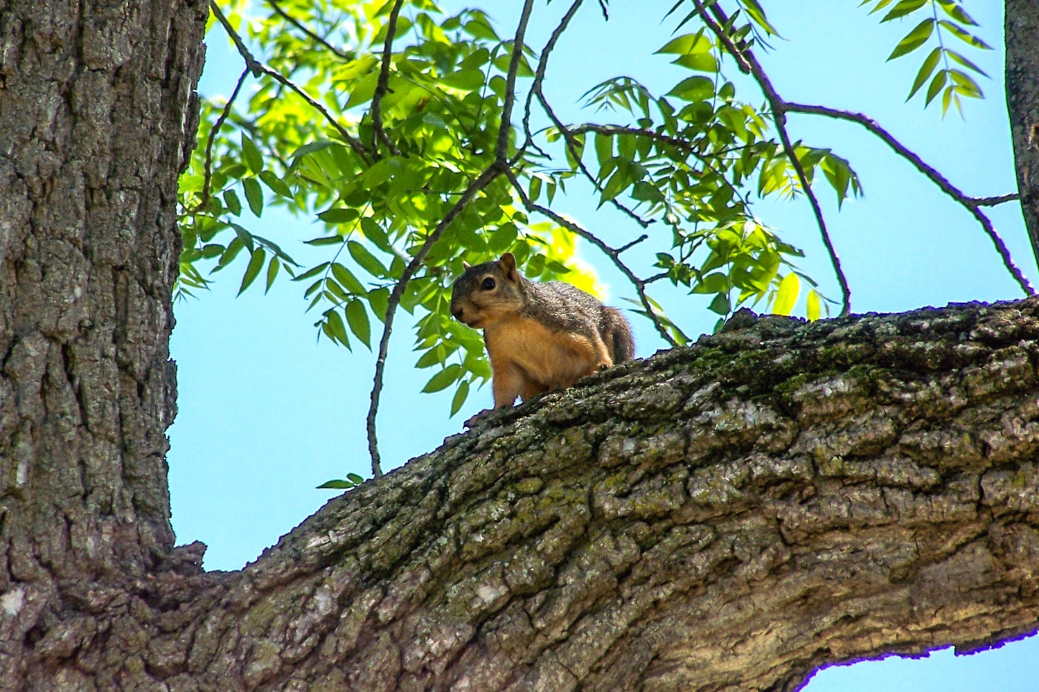 Early-season Squirrel Hunting Tactics - MidWest Outdoors