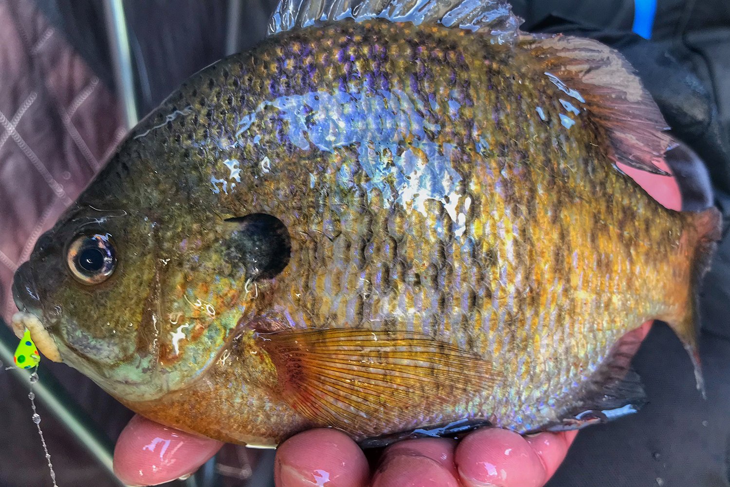 Catching Suspended Panfish in the Abyss - MidWest Outdoors