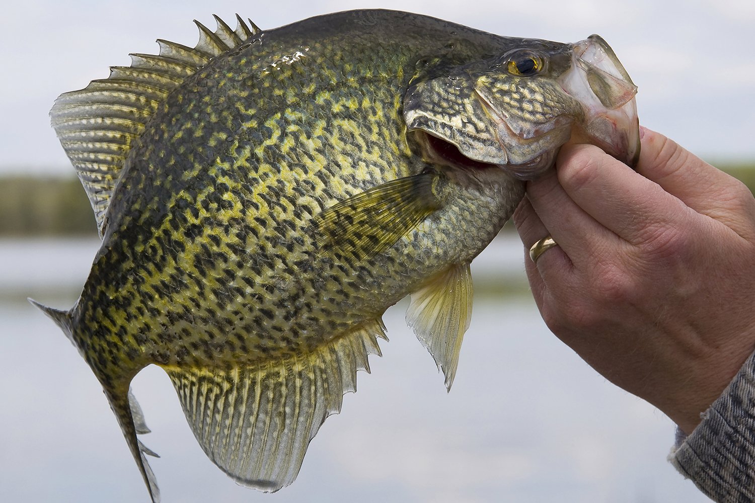 Spring is for Panfish, Catfish and Bank Fishing - MidWest Outdoors