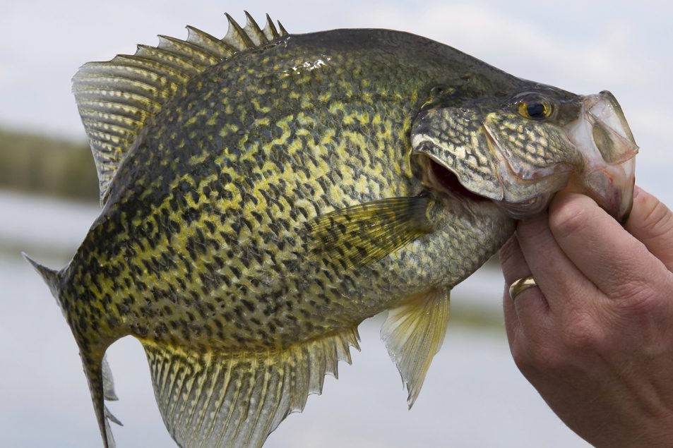 Hivis/vibration ice fishing lures Ice Fishing Innovations New Ice