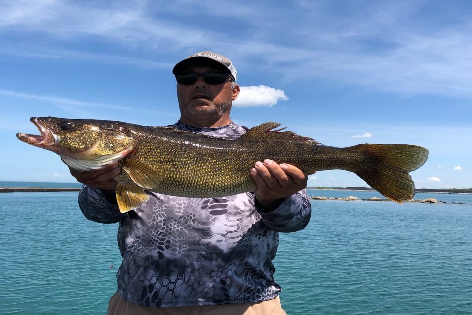 12Pound Lake Michigan Walleye Explained MidWest Outdoors